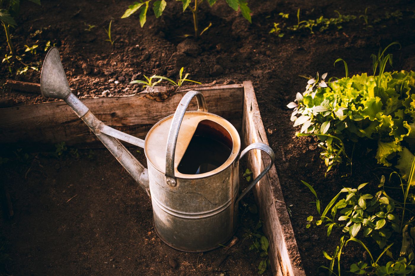 Un arrosoir posé dans un carré potager planté de salades