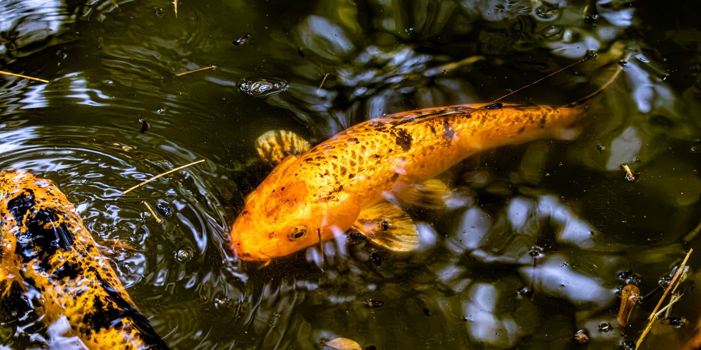 Bien dimensionner un bassin à carpes koï hors sol