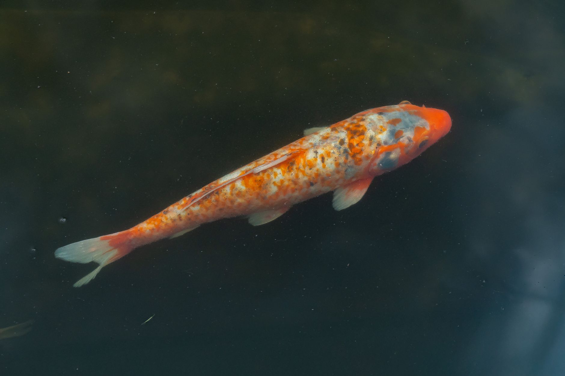 Eau limpide d un bassin avec carpes koi