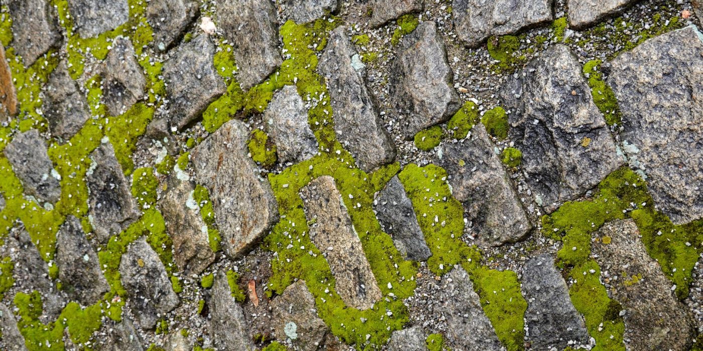 Enlève la mousse de ta terrasse sans l’abîmer