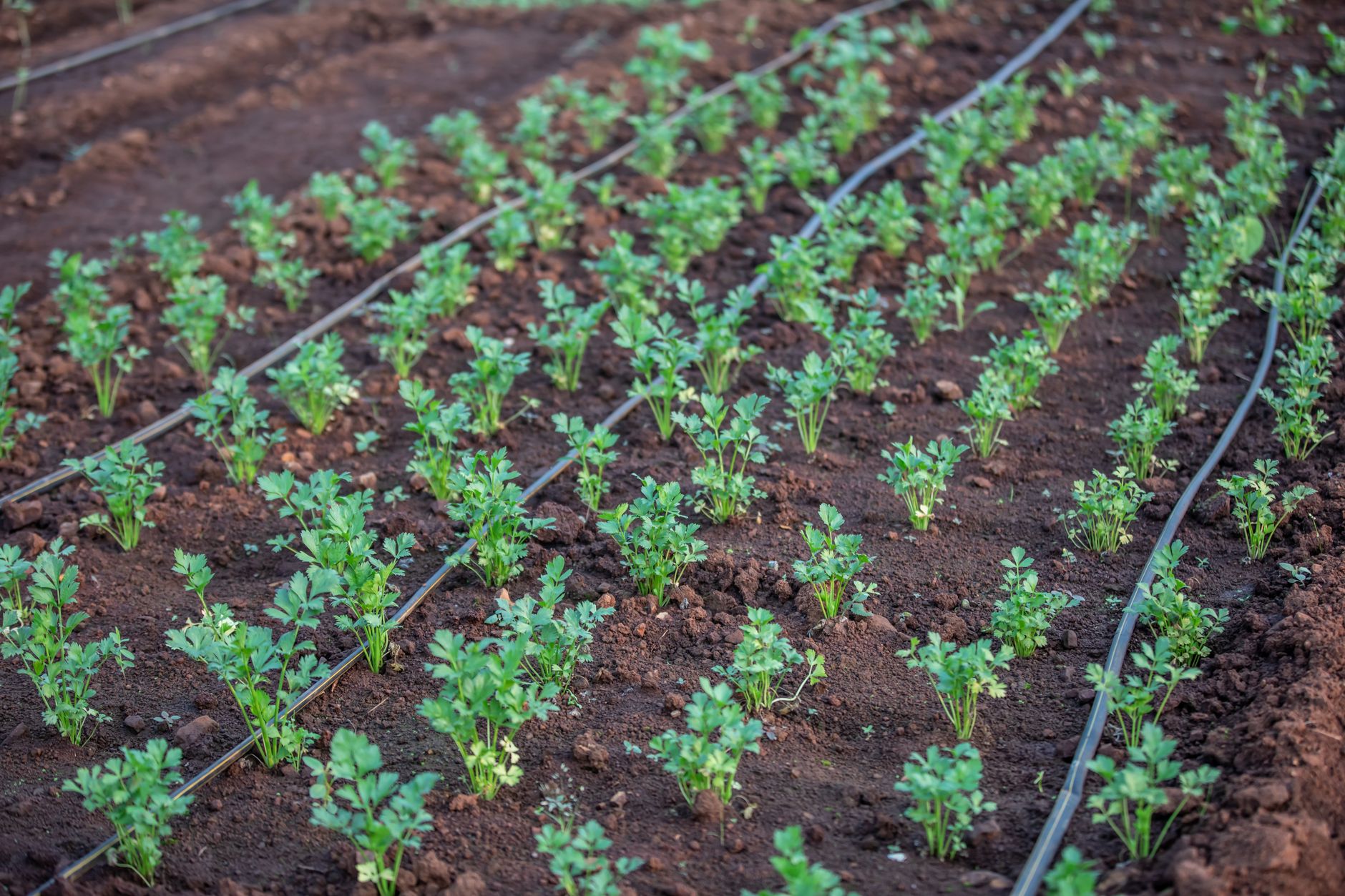 Jeune plant en terre brune prêt à être irrigué