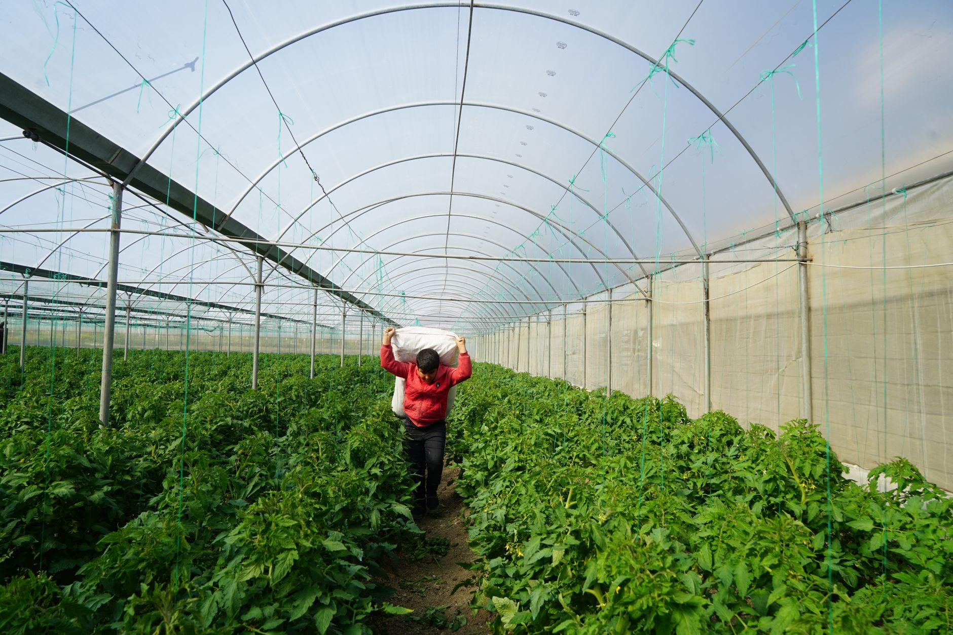 Jardinier qui range du materiel de protection en serre