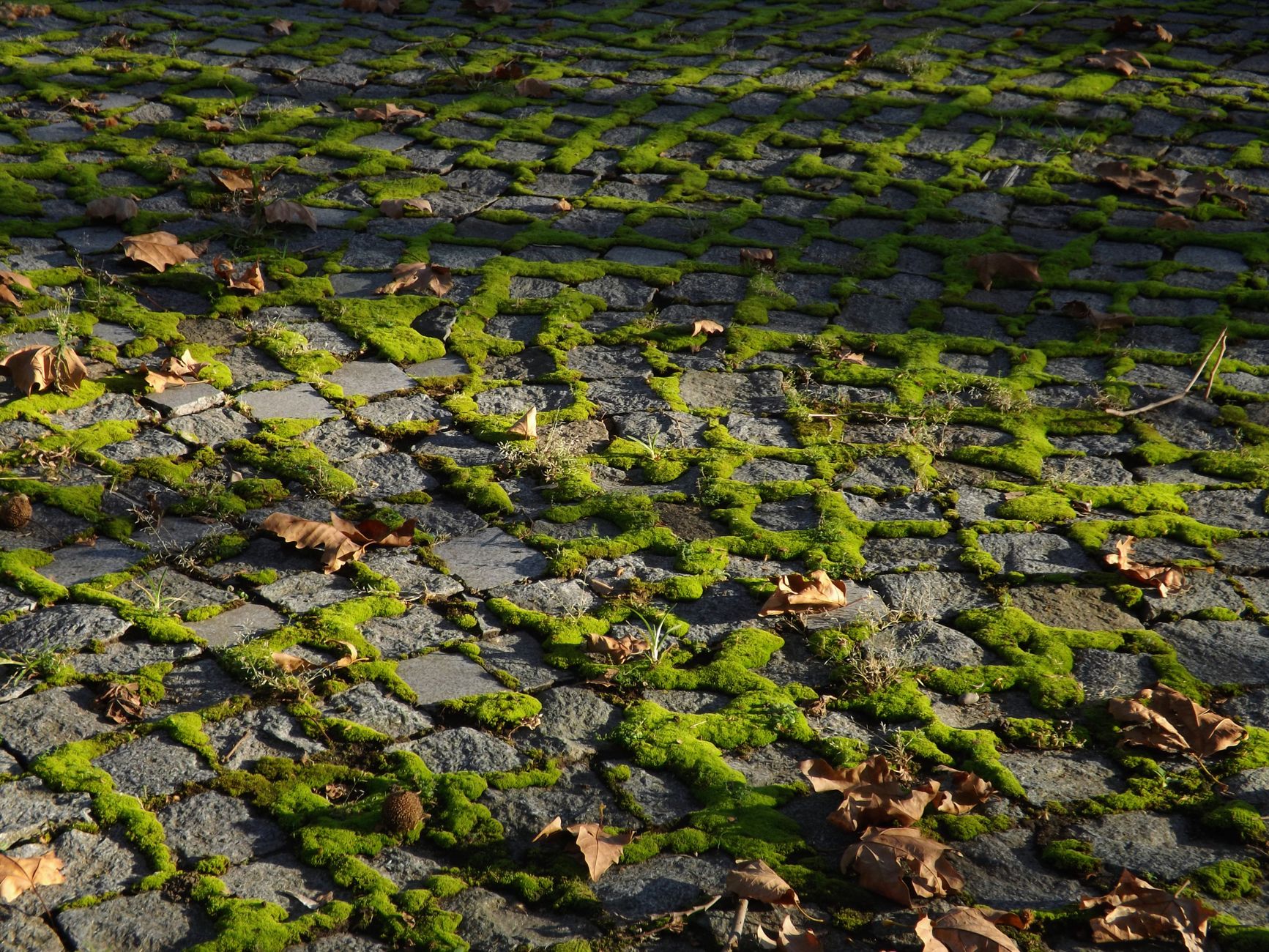 Mousse verte entre les pavés d'une allée
