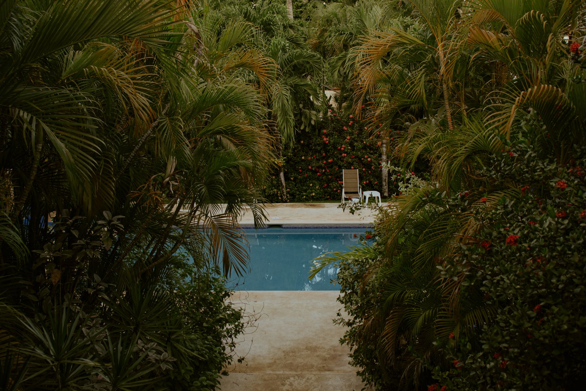 Piscine tropicale bordée de feuillage dense