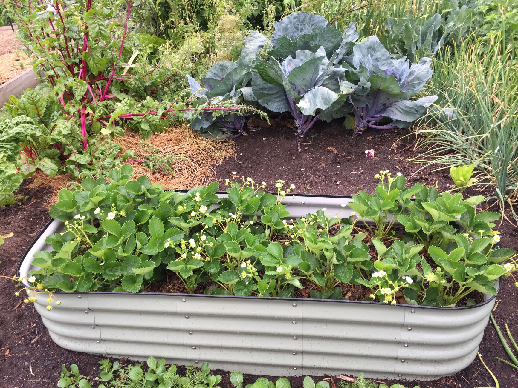 Potager qui redemarre au printemps