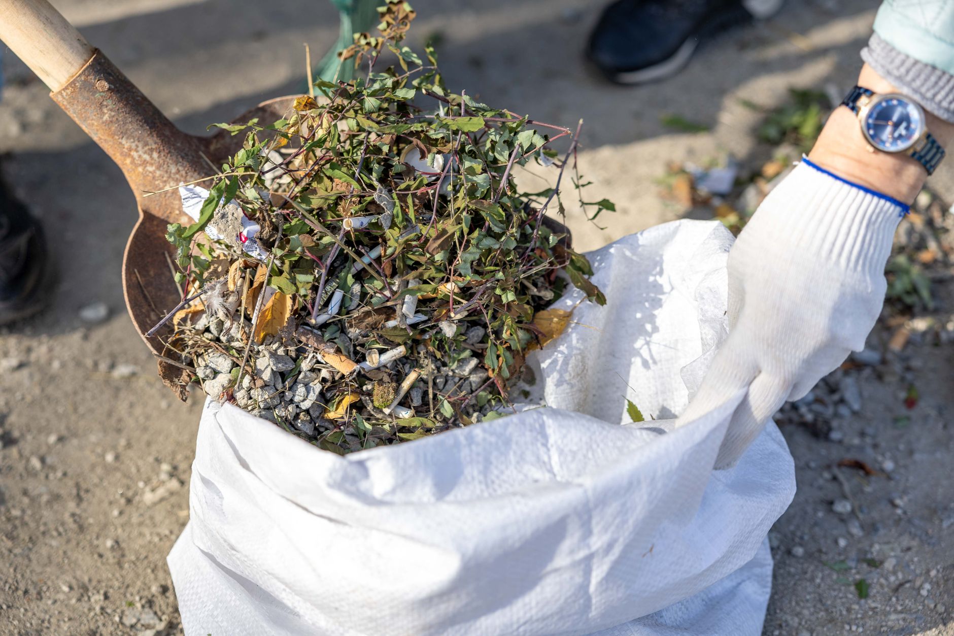 Arrachage de mauvaises herbes avec une pelle et un sac
