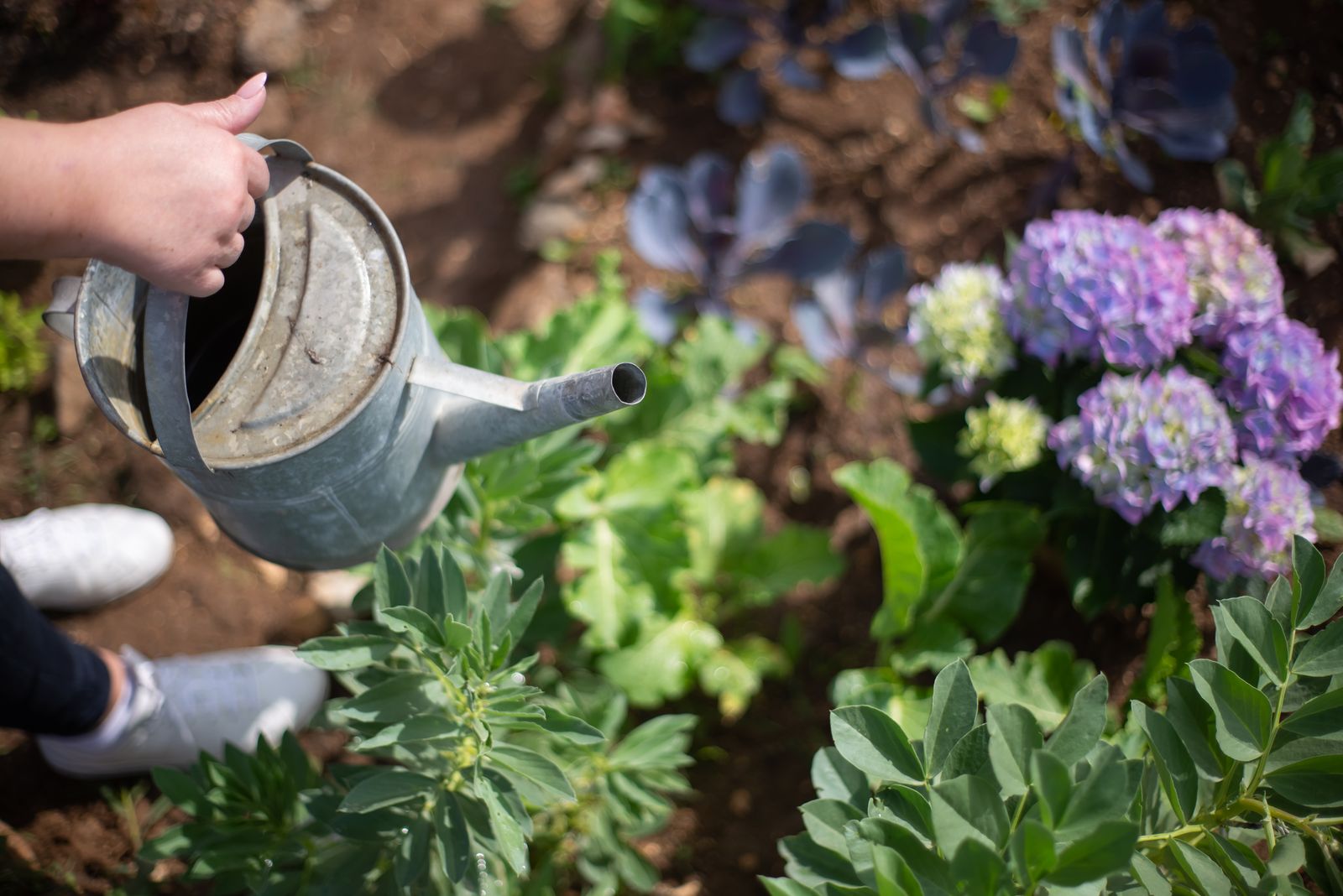 Arrosage au pied des fleurs