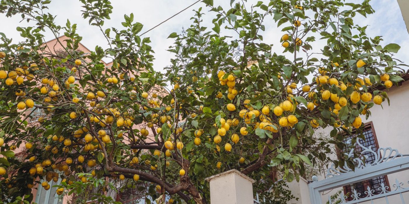 Comment faire pousser un citronnier sans rater les fruits ?