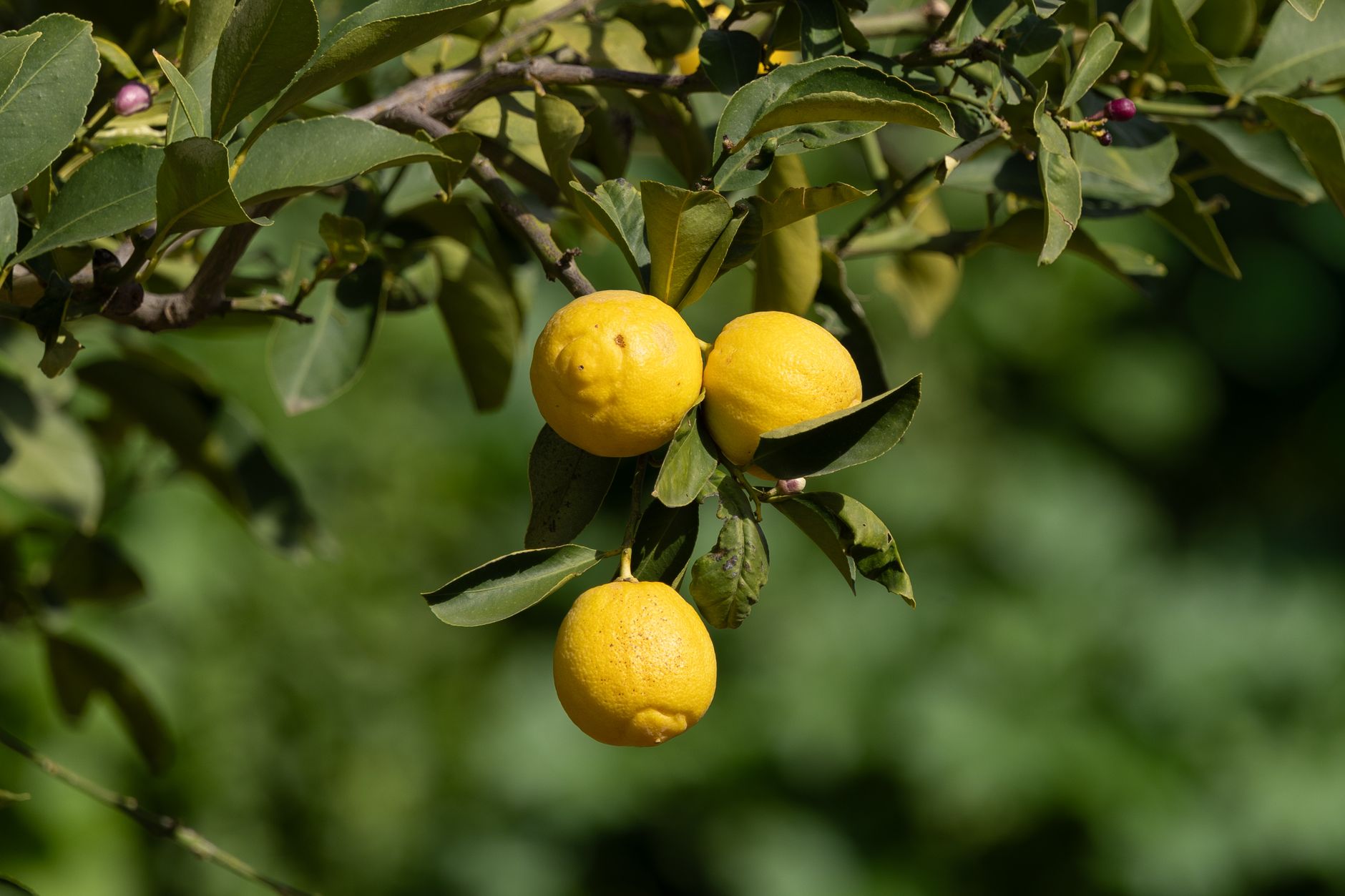 Citrons mûrs parmi le feuillage au soleil