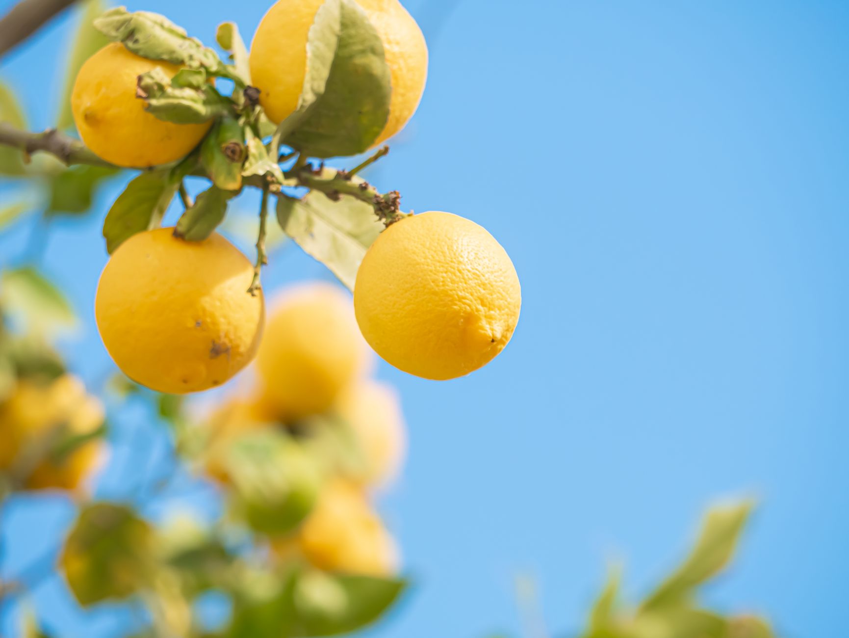 Citrons jaunes sur une branche sous un ciel bleu