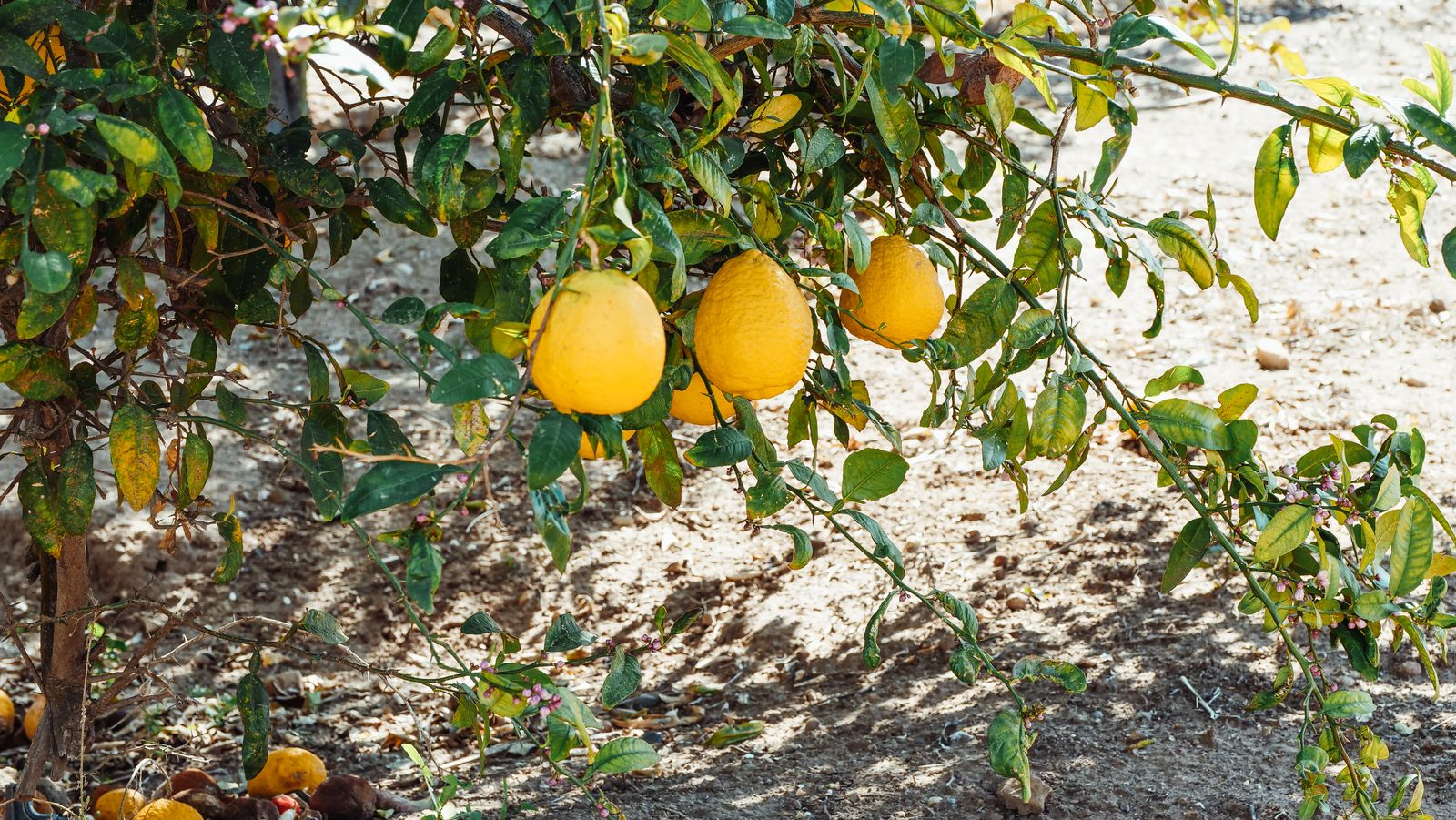 Citrons mûrs suspendus dans un verger ensoleillé