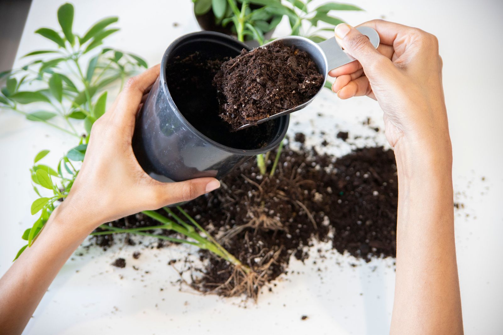 Mains qui plantent dans la terre