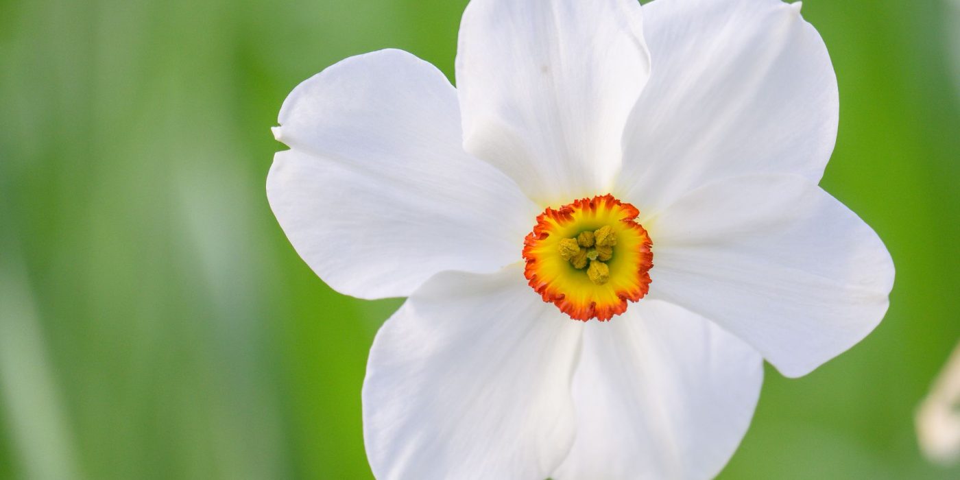 Jonquille ou narcisse : quelle différence au jardin ?