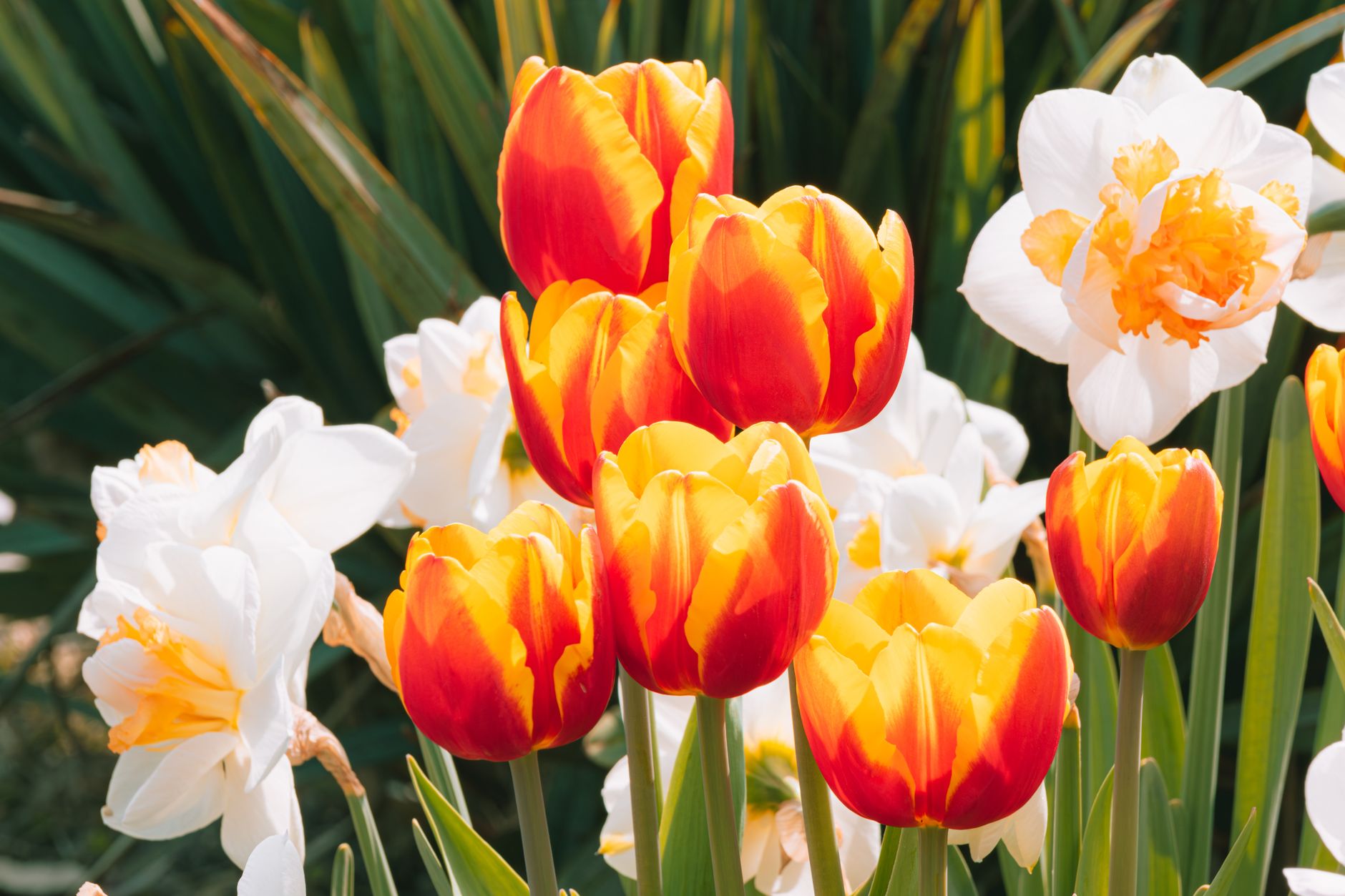 Narcisses blancs et tulipes dans un massif de printemps