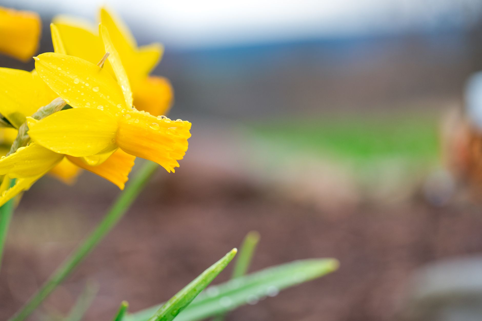 Pétales jaunes de narcisse couverts de rosée