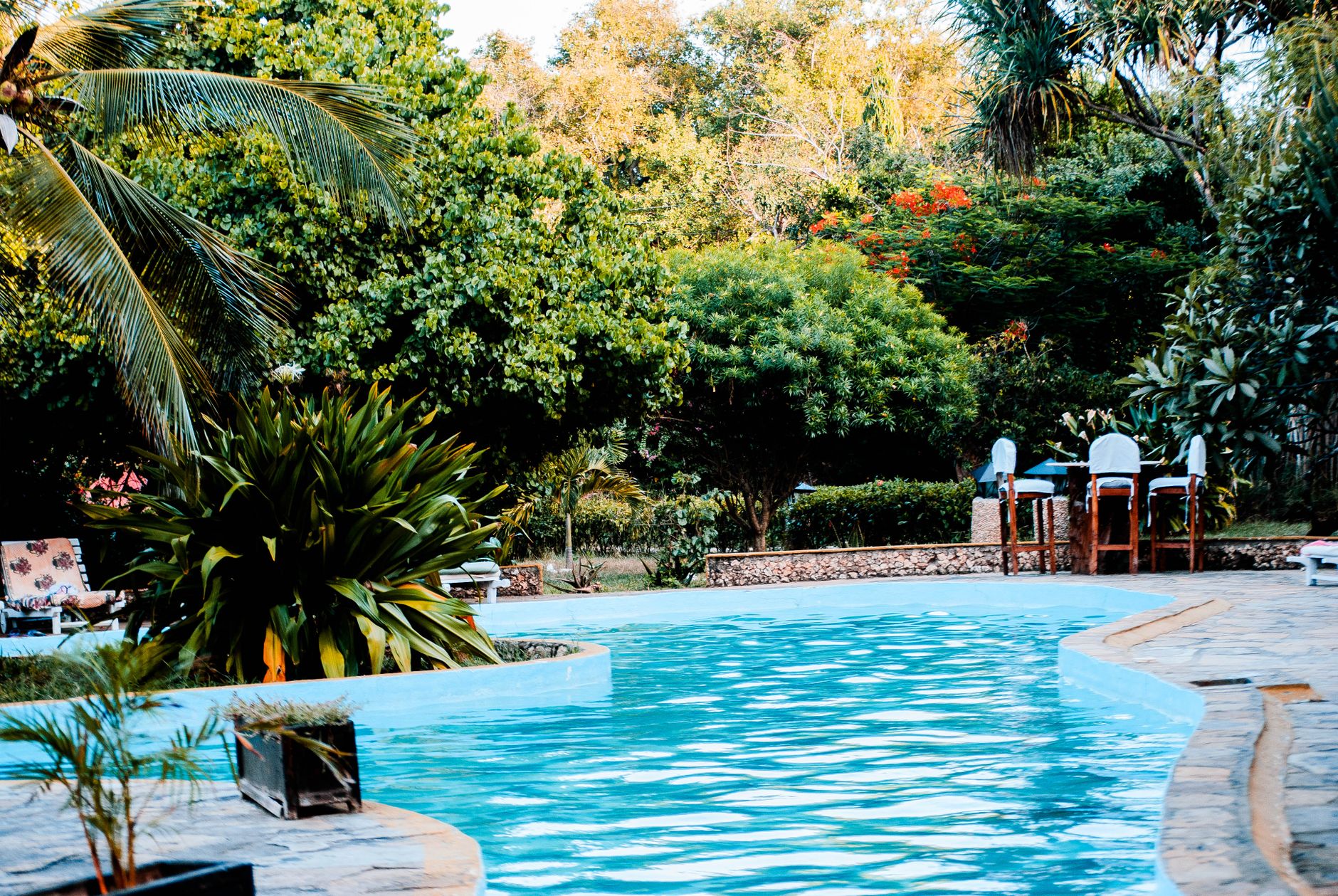 Piscine entourée de verdure dans un jardin