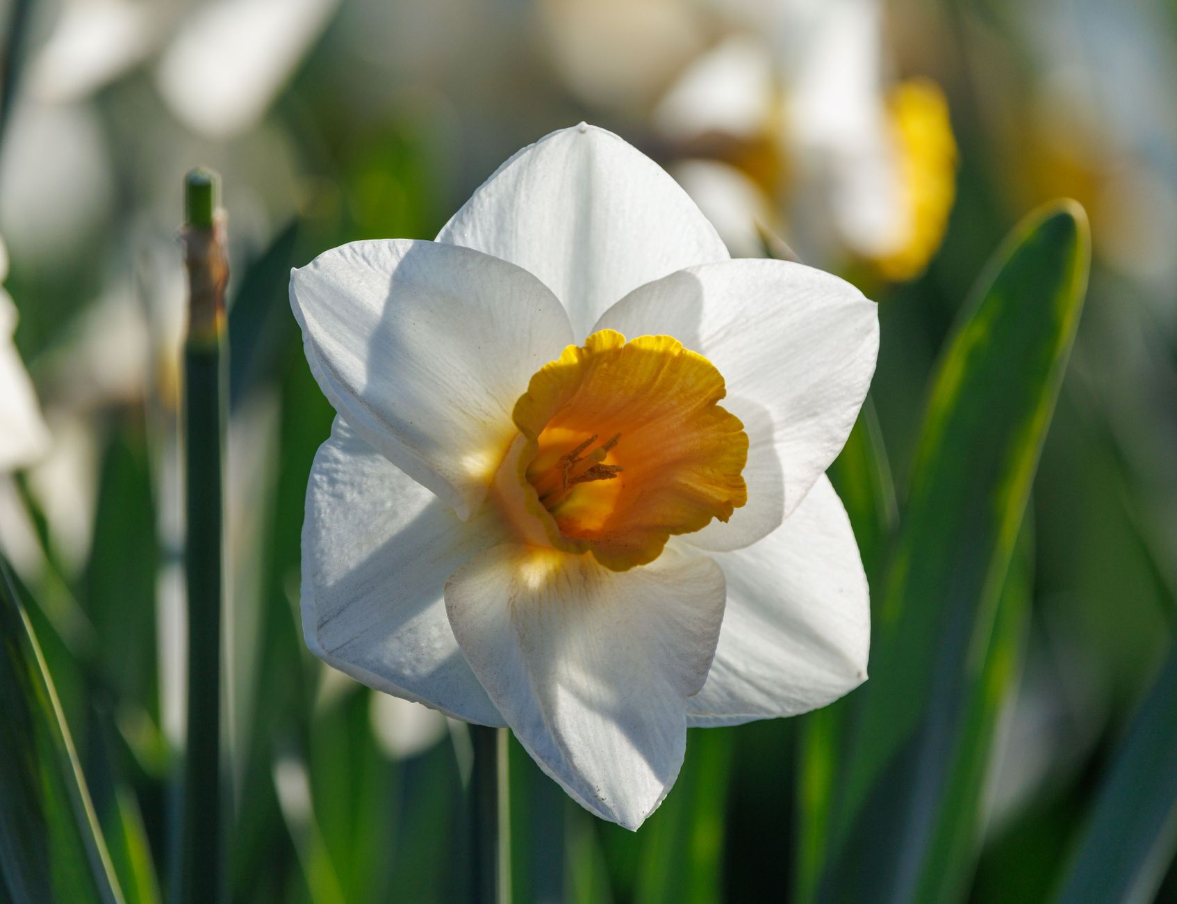 Gros plan sur une fleur de narcisse à trompette jaune